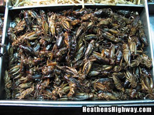 eating-bugs-01