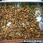 eating-bugs-02