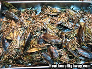 eating-bugs-04